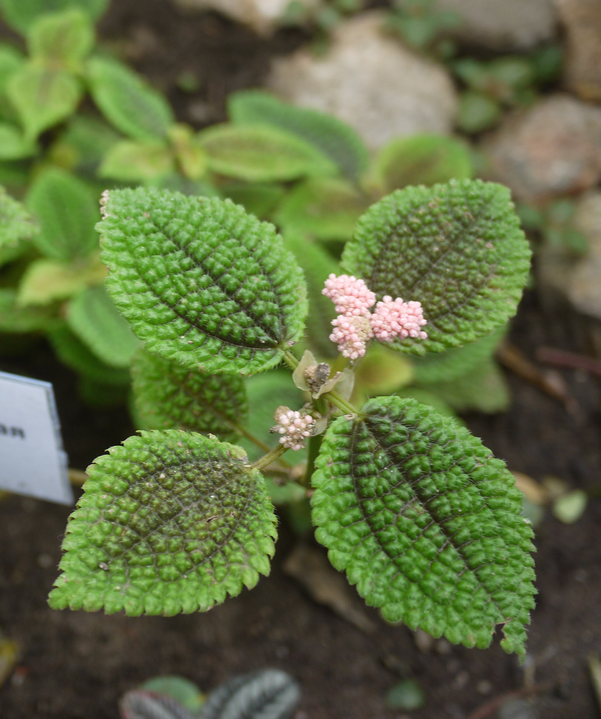 Коллекции растений ЦСБС СО РАН - Pilea involucrata (Sims) C.H.Wright ...